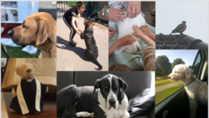 Afbeelding met hond, binnen, foto, zitten

Automatisch gegenereerde beschrijving