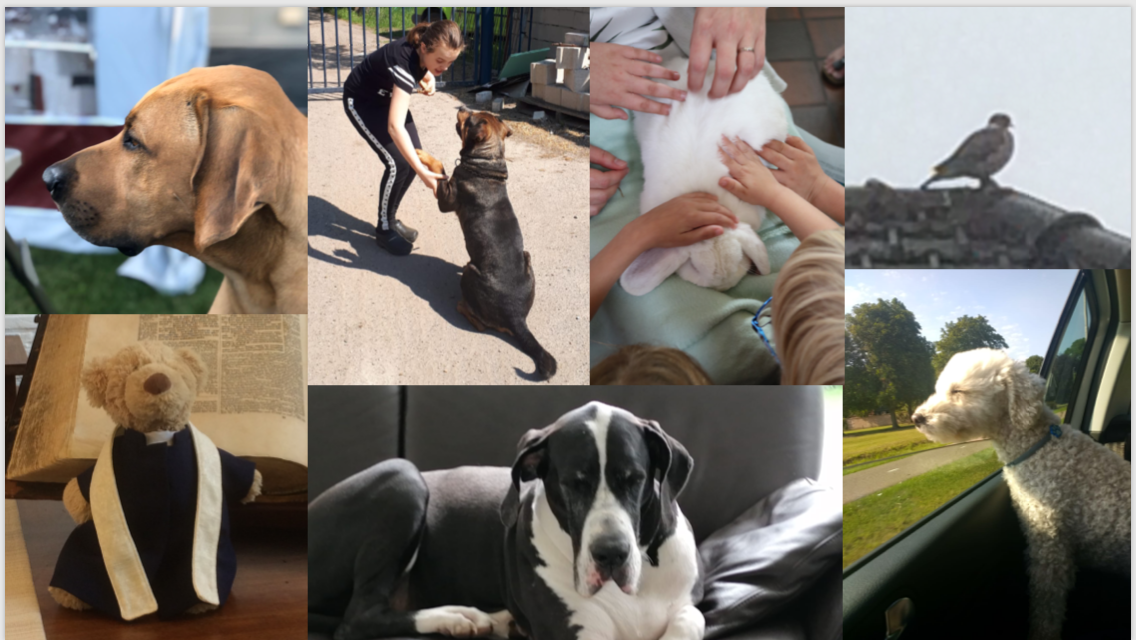 Afbeelding met hond, binnen, foto, zitten

Automatisch gegenereerde beschrijving